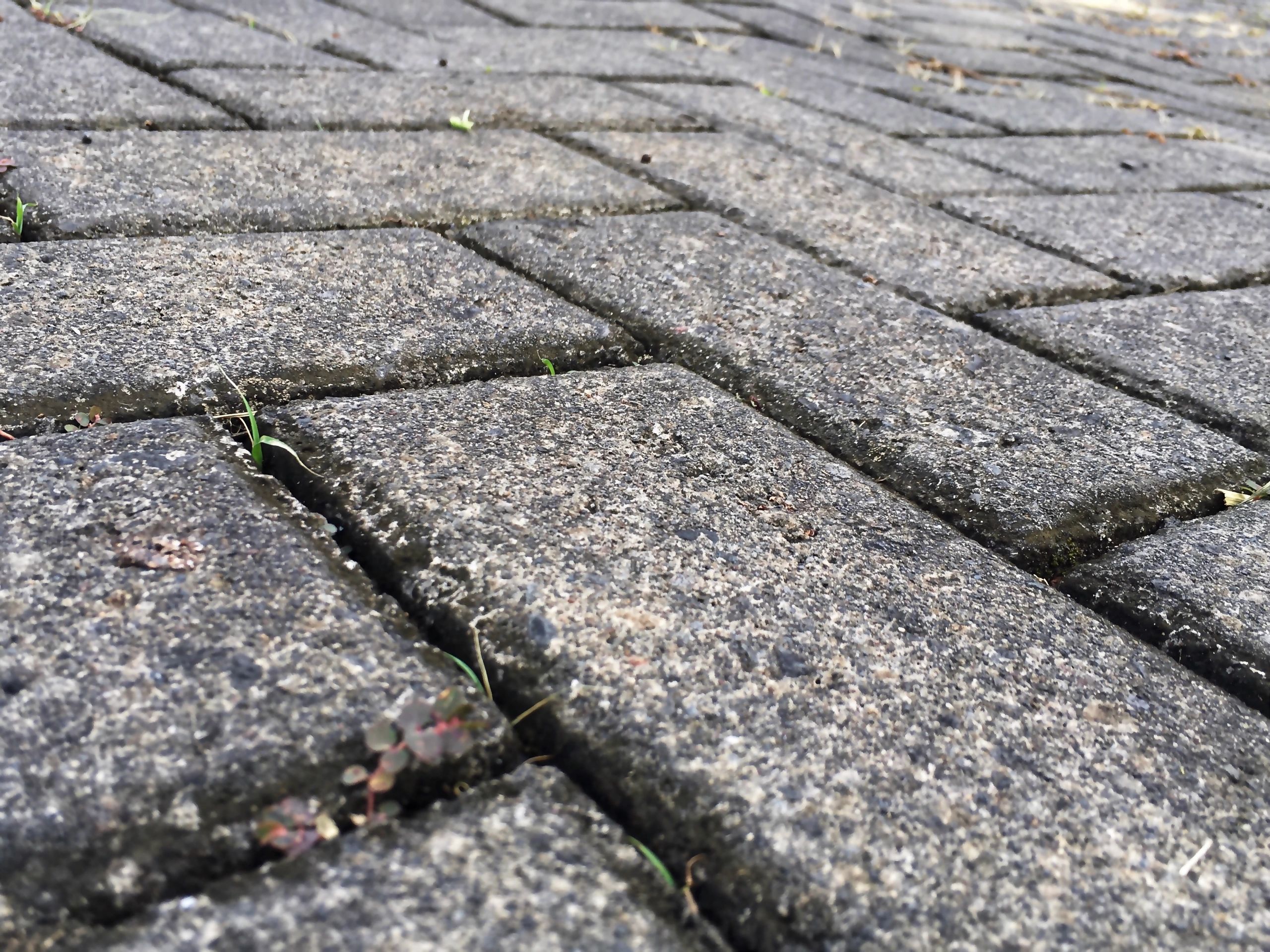 Paved park walkway with clean lines